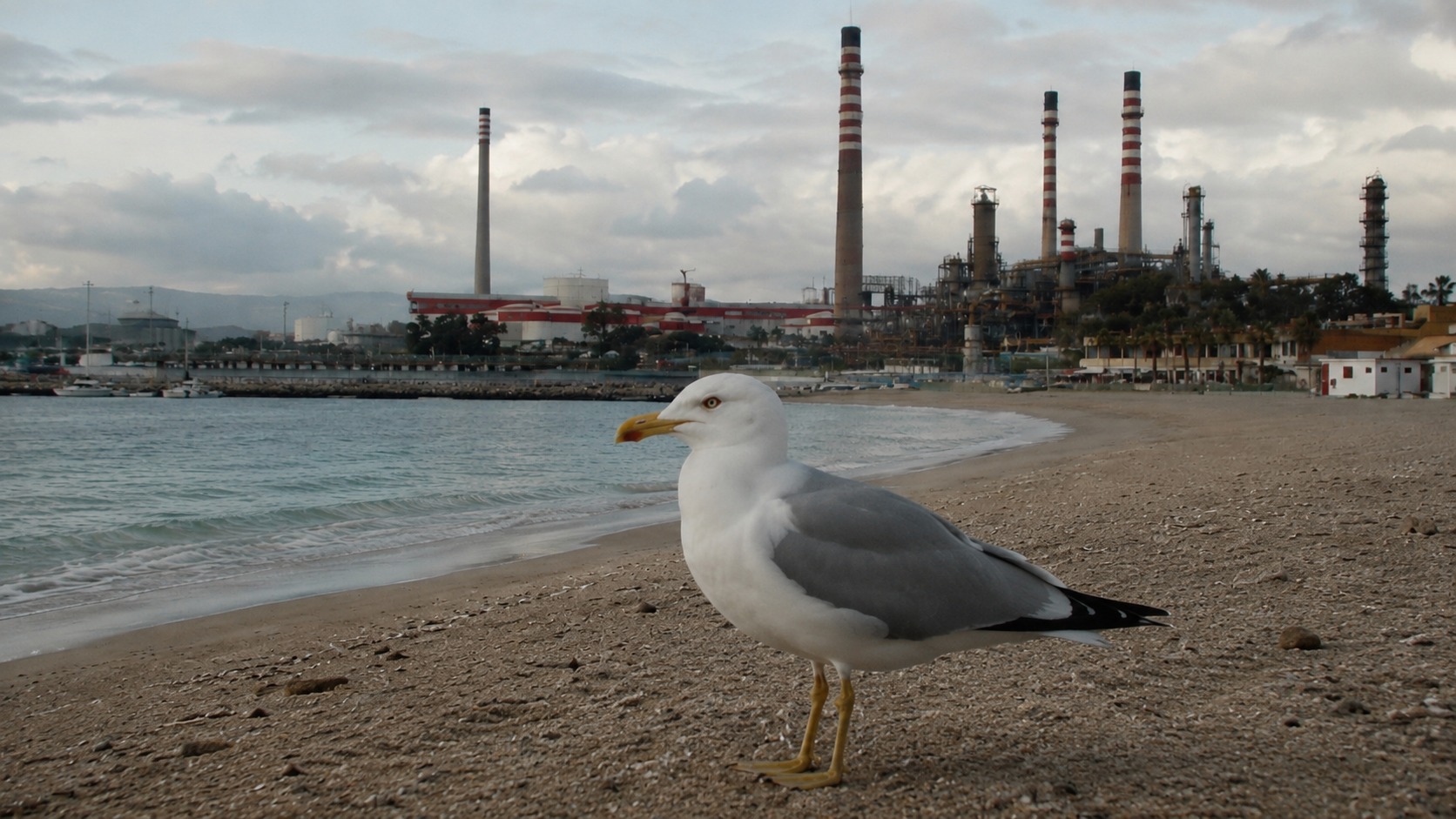 Una gaviota frente a una refinería en el Campo de Gibraltar